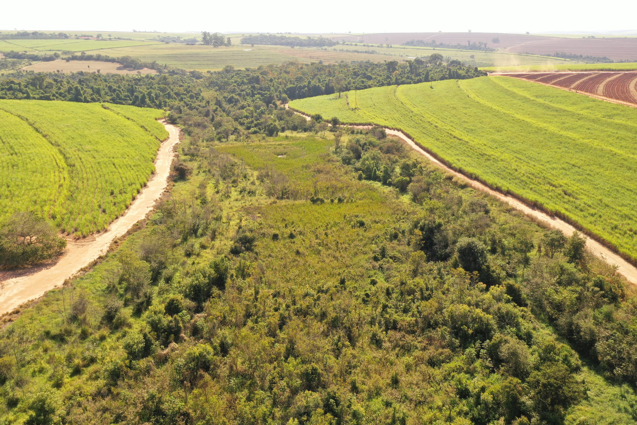 Usina Lins obtém Crédito Verde